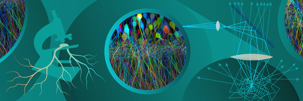 Excerpt from a colorful microscopy image next to a drawing of a nerve cell under a microscope. 