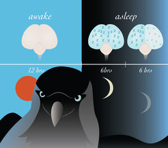 Drawing of a black-grey bird. In the background, three different brains are shown: a brain during the day when awake; a brain in the first six hours of the night (both brain halves are asleep, shown by the letters "Z"); a brain in the last six hours of the night (one brain half contains fewer and smaller "Z").