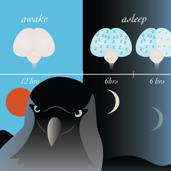 Drawing of a black-grey bird. In the background, three different brains are shown: a brain during the day when awake; a brain in the first six hours of the night (both brain halves are asleep, shown by the letters "Z"); a brain in the last six hours of the night (one brain half contains fewer and smaller "Z").