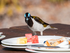 Braun-weißer Vogel mit blauem Gefieder am Kopf steht auf einem Tisch, auf dem Teller mit Obst stehen.