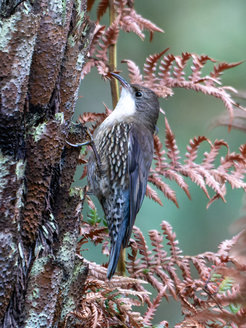 A brown bird is holding on to a tree trunk. Brown leaves can be seen in the background.