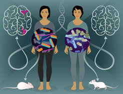 Illustration of a pair of twins. In front of each twin is a circle with a drawing of bacteria, a representation of a brain, and a mouse. The person on the right looks happy, the bacteria are bluish, and the mouse is running with its eyes open. The person on the left looks unhappy, the bacteria are more pink in color. There are pink spots in the brain, and the mouse is lying down with its eyes closed.