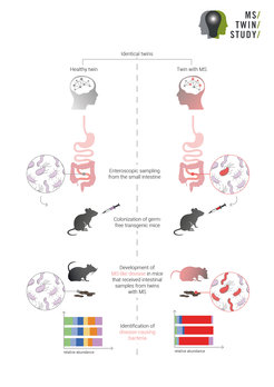 Diagram illustrating the experimental procedure