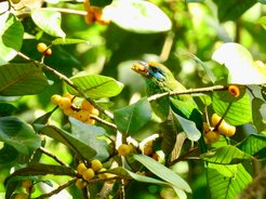 Photograph of a yellow-fronted barbet in a tree eating a fig.