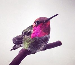 <i>Christopher Olson, Midwestern University: </i>Vocal production by bee hummingbirds: from song centers to syrinx <i>Christopher Olson, Midwestern University: </i>Vocal production by bee hummingbirds: from song centers to syrinx